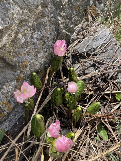 Podophyllum hexandrum, photographed by John Kenrick Gibson