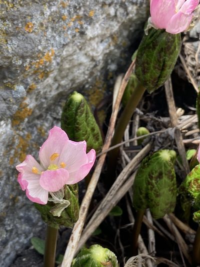 Podophyllum hexandrum, photographed by John Kenrick Gibson