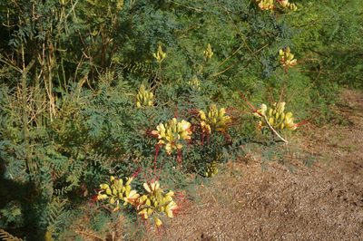 Erythrostemon gilliesii, photographed by Henggang Cui