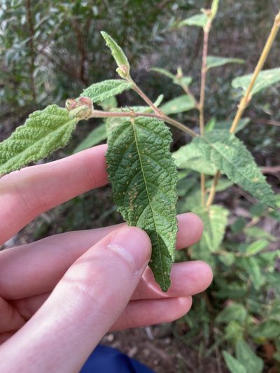 Commersonia dasyphylla, photographed by Thomas Mesaglio