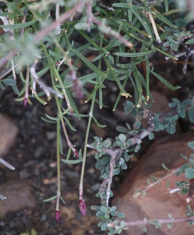 Sericocoma avolans, photographed by Tony Rebelo