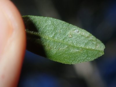 Leionema beckleri, photographed by Thomas Mesaglio