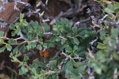 Hermannia spinosa, photographed by Tony Rebelo