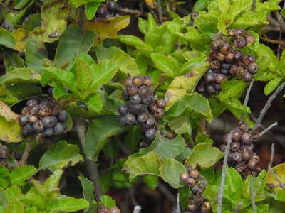 Schinus latifolia, photographed by Duban Espinoza