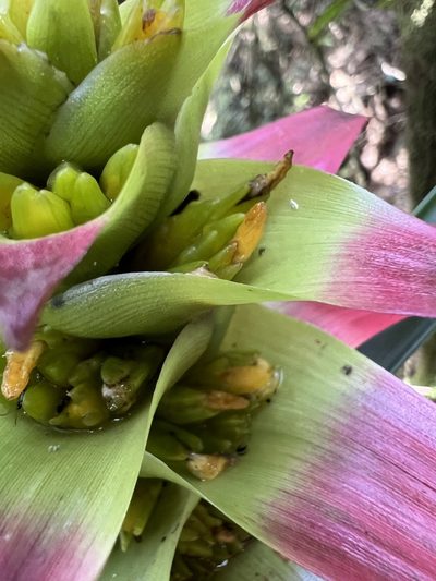 Guzmania squarrosa, photographed by Nicolás Baresch Uribe