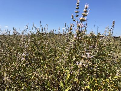 Salvia mellifera, photographed by Jess Mullins