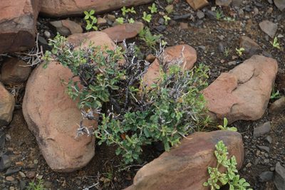 Hermannia spinosa, photographed by Tony Rebelo