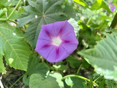 Ipomoea purpurea, photographed by nmoorhatch
