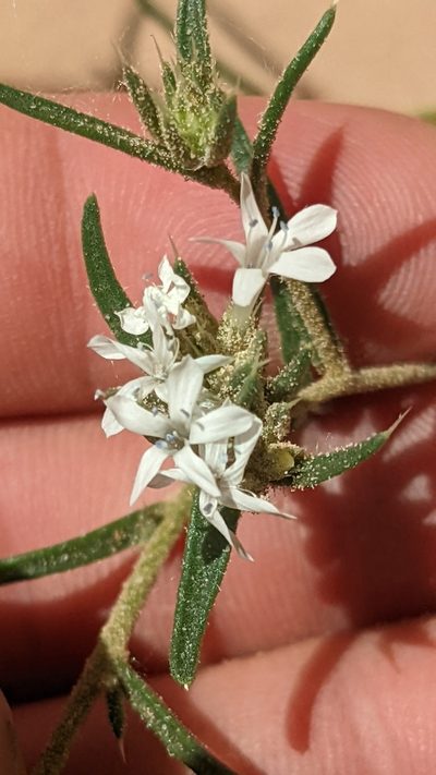 Ipomopsis gunnisonii, photographed by Darrin Gobble