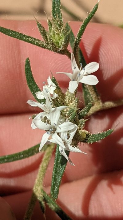 Ipomopsis gunnisonii, photographed by Darrin Gobble