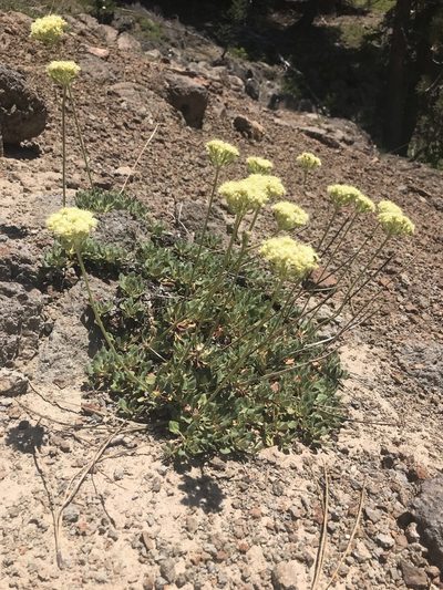 Eriogonum ursinum, photographed by Marcus Tamura