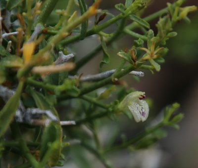 Pogonospermum patulum, photographed by Tony Rebelo