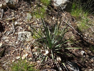 Hesperoyucca whipplei, photographed by Heather Dawnstar Sabin