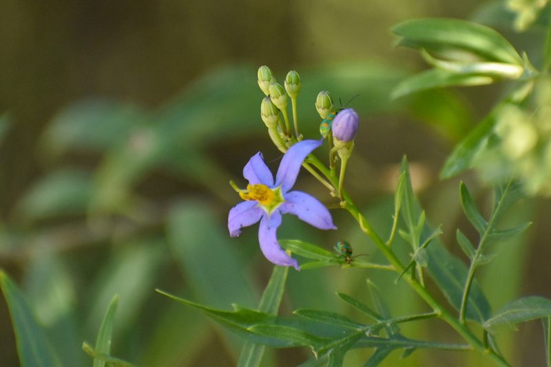 Solanum angustifidum, photographed by Ezequiel Racker