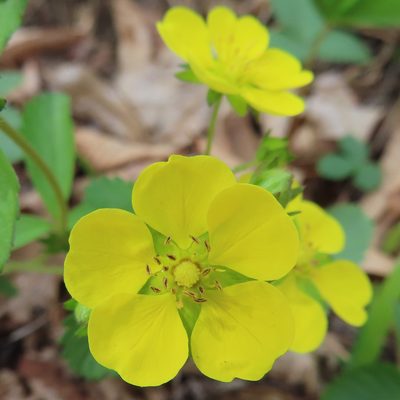 Potentilla freyniana, photographed by Timur Kalininsky