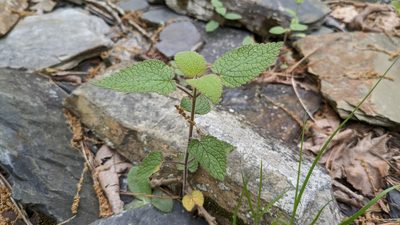 Scutellaria ovata, photographed by Joseph Aubert