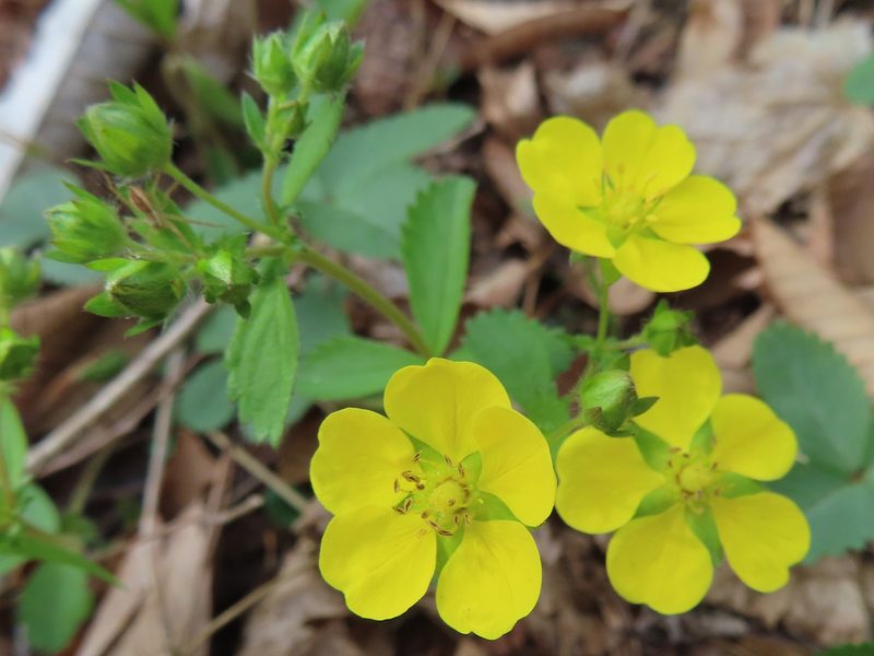 Potentilla freyniana, photographed by Timur Kalininsky