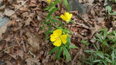 Oenothera fruticosa, photographed by Joseph Aubert