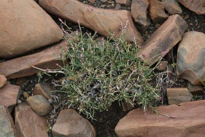 Sericocoma avolans, photographed by Tony Rebelo