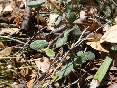 Cercocarpus betuloides, photographed by Heather Dawnstar Sabin