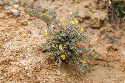 Acmispon neomexicanus
