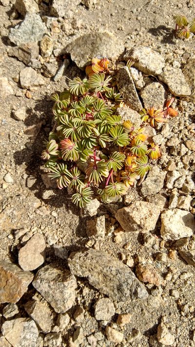 Oxalis adenophylla, photographed by Ezequiel Racker