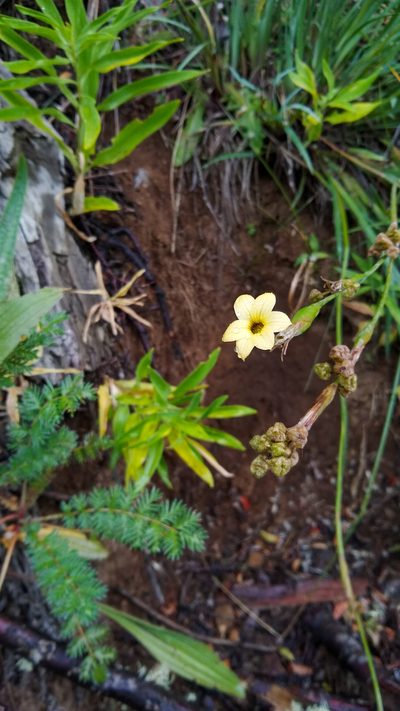 Sisyrinchium arenarium, photographed by Ezequiel Racker