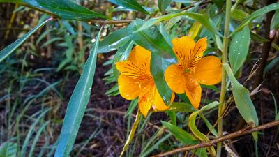Alstroemeria aurea, photographed by Ezequiel Racker