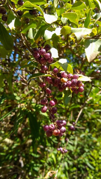 Schinus patagonica, photographed by Ezequiel Racker