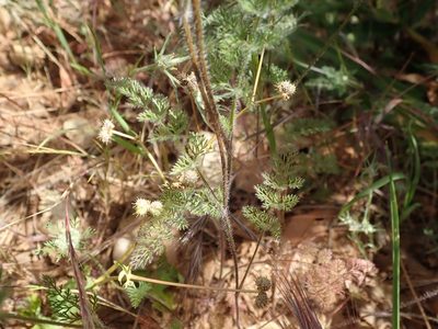 Daucus pusillus, photographed by joergmlpts