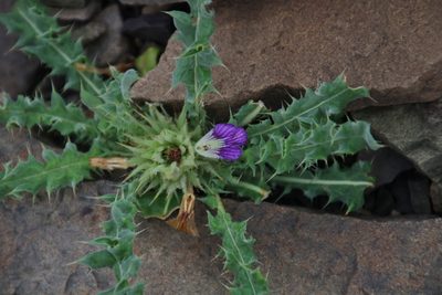 Acanthopsis hoffmannseggiana, photographed by Tony Rebelo