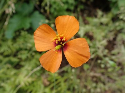 Stylomecon heterophylla, photographed by joergmlpts