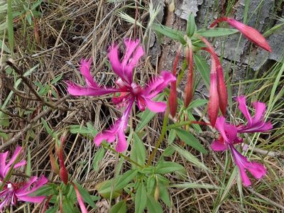 Clarkia concinna, photographed by joergmlpts