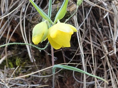 Calochortus pulchellus, photographed by joergmlpts
