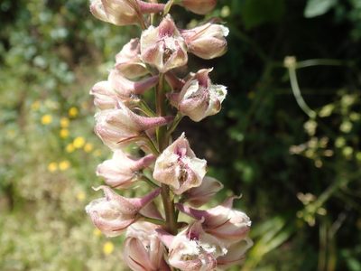 Delphinium californicum, photographed by joergmlpts