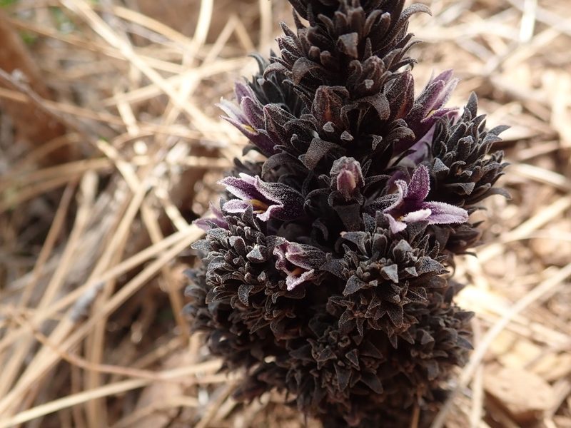 Orobanche bulbosa, photographed by joergmlpts