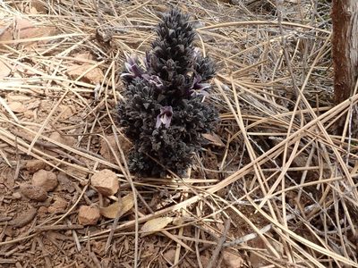 Orobanche bulbosa, photographed by joergmlpts