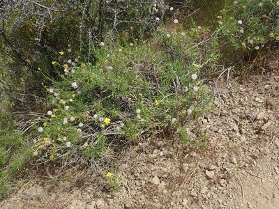 Ericameria linearifolia, photographed by joergmlpts