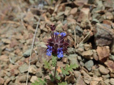 Salvia columbariae, photographed by joergmlpts