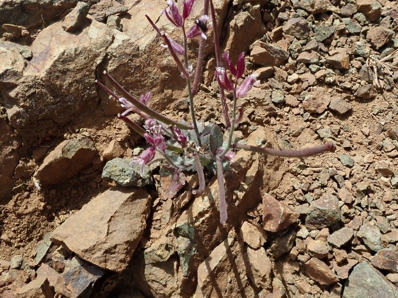 Streptanthus hispidus, photographed by joergmlpts