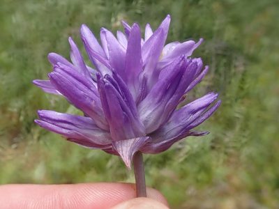 Dichelostemma congestum, photographed by joergmlpts