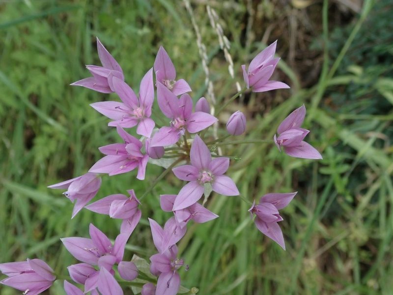 Allium unifolium, photographed by joergmlpts