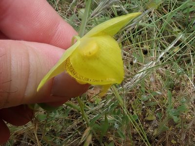 Calochortus pulchellus, photographed by joergmlpts