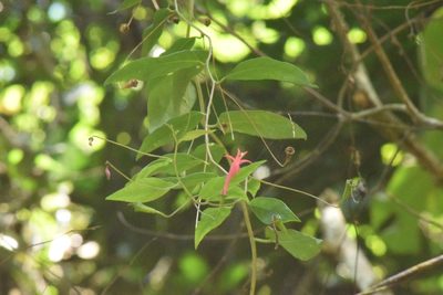 Siphocampylus convolvulaceus, photographed by Cajá-manga