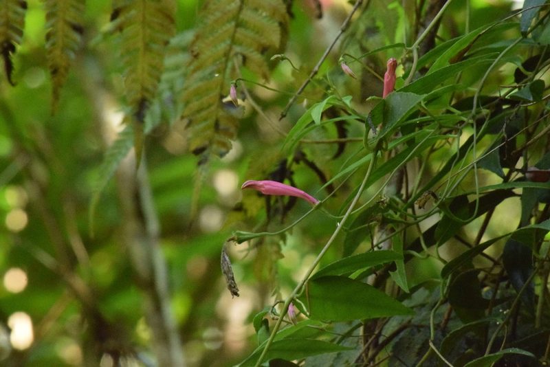Siphocampylus convolvulaceus, photographed by Cajá-manga