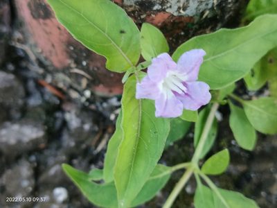 Ruellia repens, photographed by Ong Jyh Seng