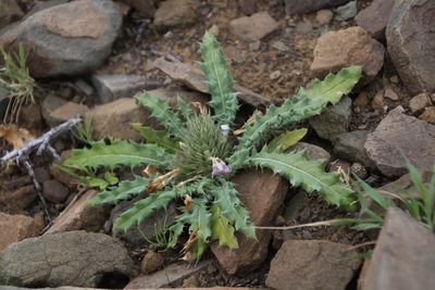 Acanthopsis hoffmannseggiana, photographed by Tony Rebelo