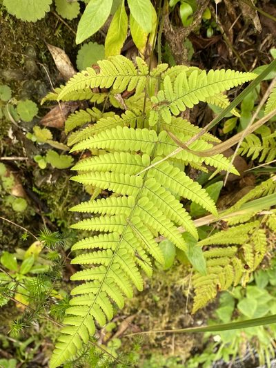 Dryopteris aitoniana, photographed by Asher P Higgins