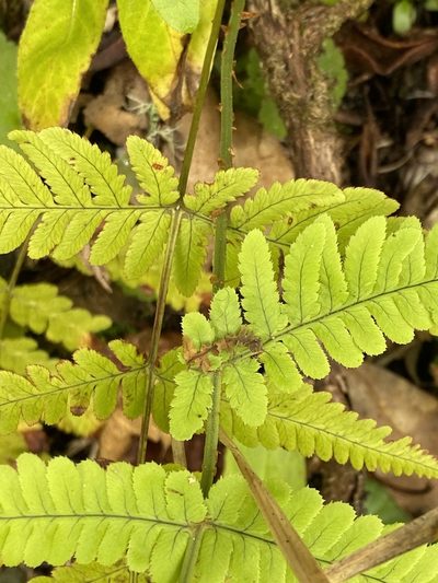 Dryopteris aitoniana, photographed by Asher P Higgins
