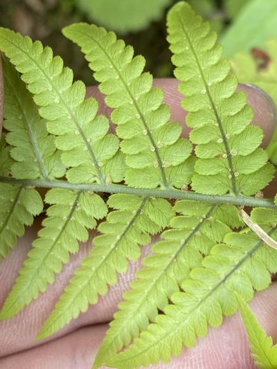 Dryopteris aitoniana, photographed by Asher P Higgins